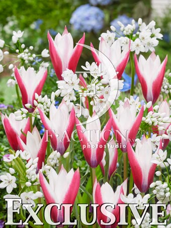 Peppermint Stick and Allium Cowannii