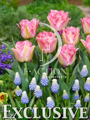 Pink Delight and Muscari Mountain Lady