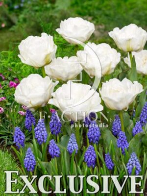 Popcorn and Muscari Armeniacum
