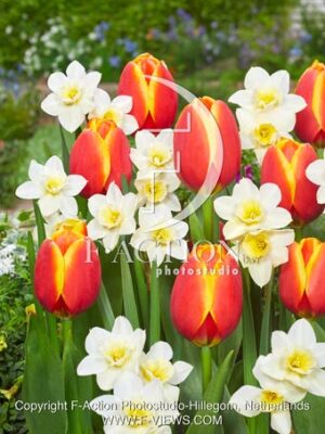 World's Friend and Narcissus Sweet Love