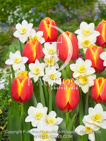 World's Friend and Narcissus Sweet Love