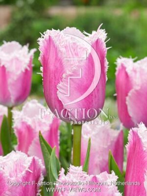 Roze Fringed