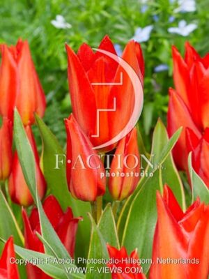 praestans Bloemenlust