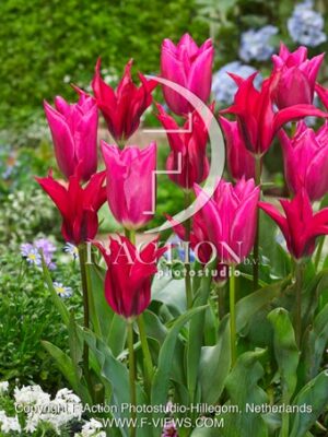 Lily Rosa and Doll's Minuet