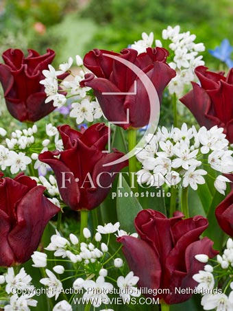 Red Dress and Allium Cowannii