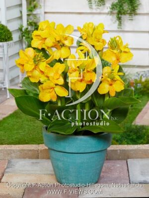 Futurity Yellow