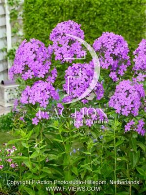 paniculata Luc's Lilac