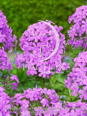 paniculata Luc's Lilac