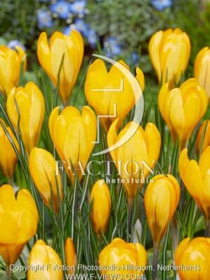 Golden Yellow