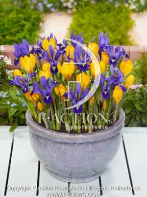 reticulata Pixie and Crocus Golden Yellow
