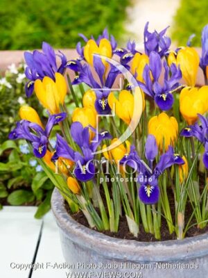 reticulata Pixie and Crocus Golden Yellow