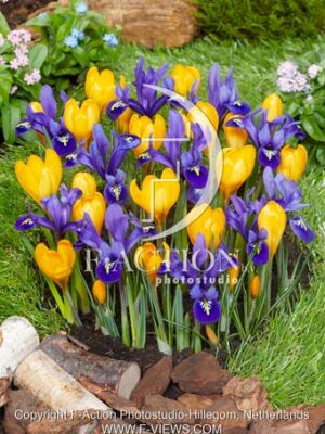 reticulata Pixie and Crocus Golden Yellow