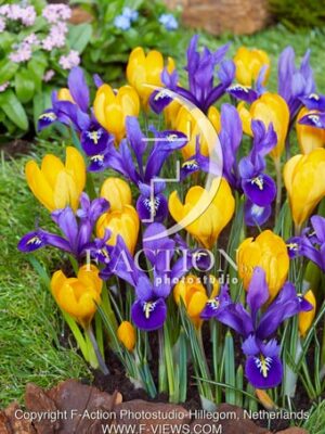 reticulata Pixie and Crocus Golden Yellow