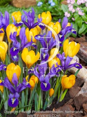 reticulata Pixie and Crocus Golden Yellow