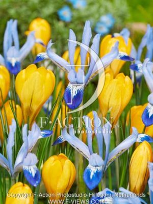 reticulata Clairette and Crocus Golden Yellow