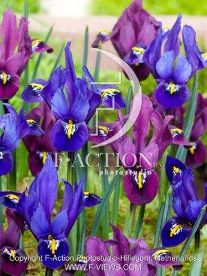 reticulata Purple Hill Mixed