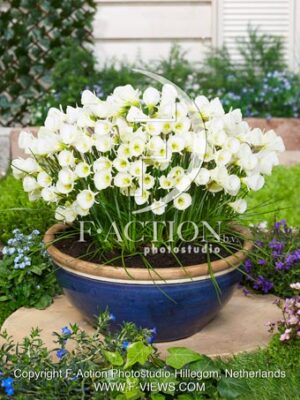 White Petticoat