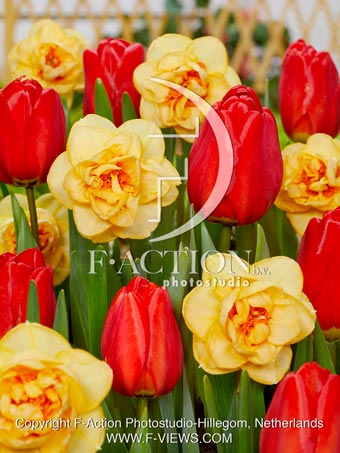 Waylon and Tulipa Parade