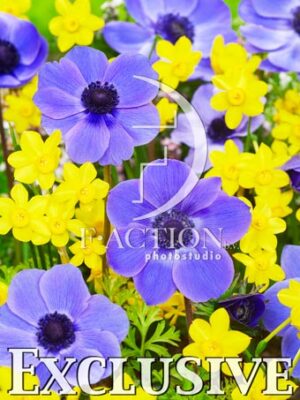 Mr Fokker and Narcissus Baby Moon