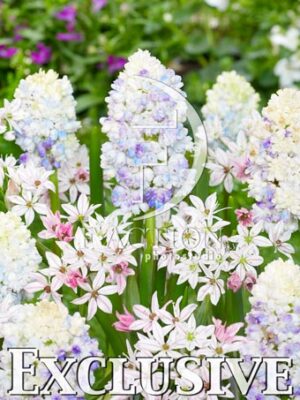 Double Beauty and Allium Cameleon