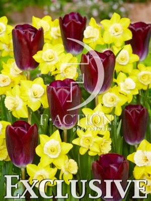 Verdin and Tulipa Kansas Proud