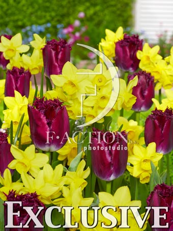 Purple Crystal and Narcissus Golden Bouquet