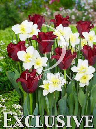 Red Dress and Narcissus Bella Estrella