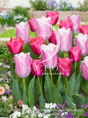 Pink Mixed