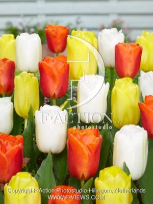 Summer Dawn mixed