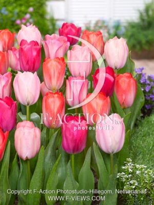 Van Eijk Mixed