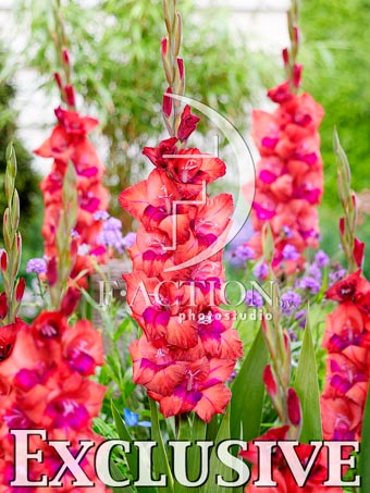 Red-Pink