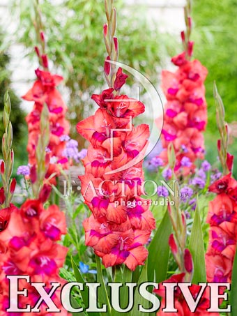Red-Pink - Image 2