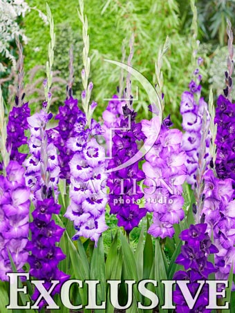 Purple Mixed - Image 2