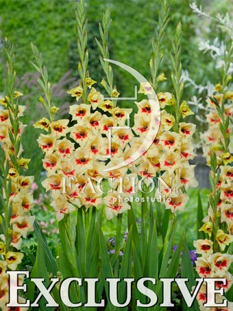 Yellow-Red