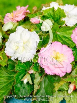 Fimbriata Mixed