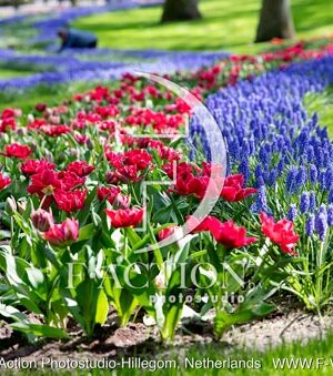 Spring Garden
