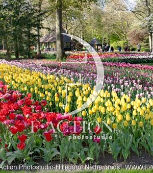 Tulip Garden