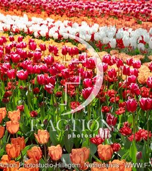 Tulip Garden