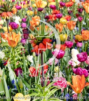 Spring Garden