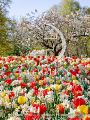 Spring Garden