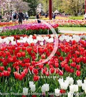 Tulipa Garden