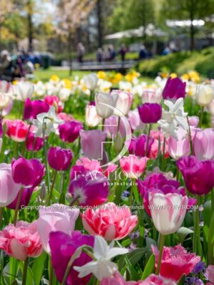 Tulipa Garden