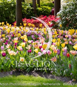 Tulipa Garden