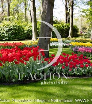 Tulipa Garden