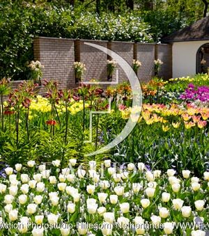 Tulipa Garden