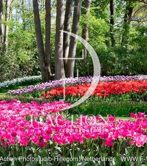 Tulipa Garden