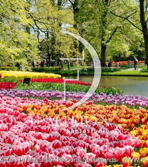 Tulipa Garden