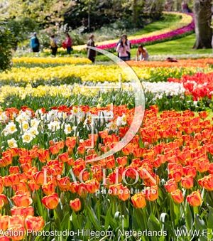 Tulipa Garden