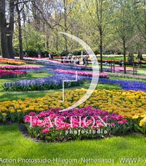 Spring Garden