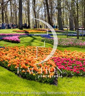 Tulipa Garden